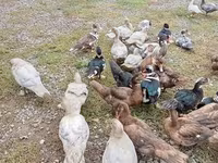 Ducks — फ़ोटो 1