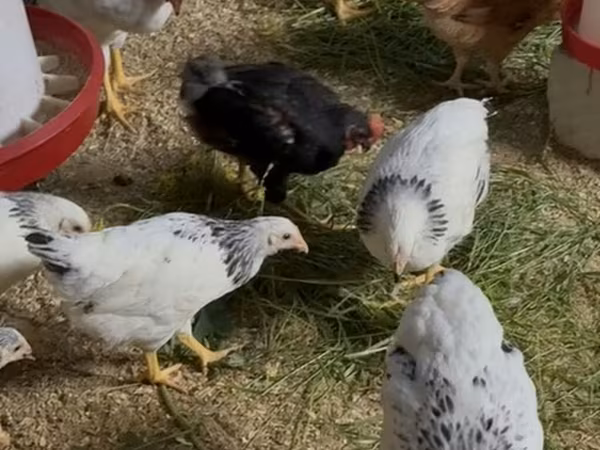 Chickens — Azərbaycan