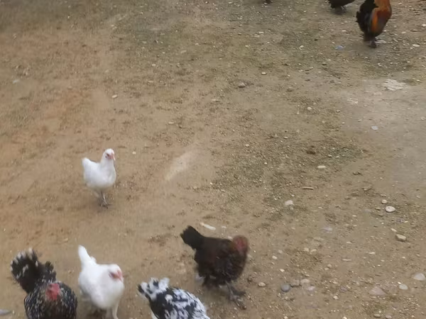 Chickens