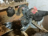 Brahma — foto 1