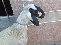 Beran, Arashan sheep — foto 2