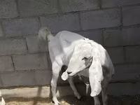 Dişi keçi, Beetal goats — foto 3