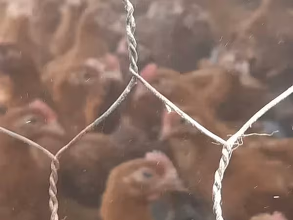 Chickens