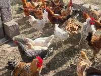 Chickens — Foto 2