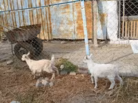 Dişi keçi, Saanen goat — foto 3