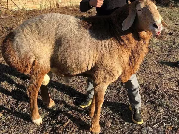Ram, Sheep