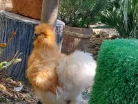 Chickens — फ़ोटो 6