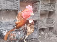 Chickens — फ़ोटो 4