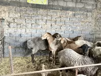 Вівця, Вівці — фото 2