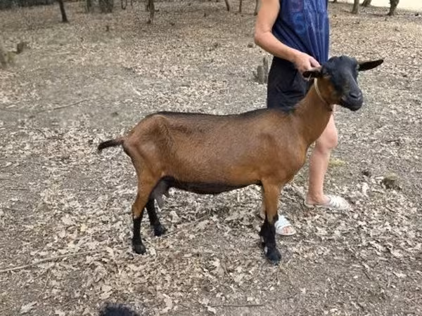 Echki, Alpine goat