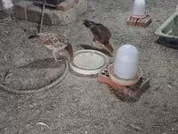 Chickens — photo 4