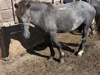 Horse (M), Kazakh horse — photo 1