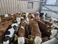 ثور, Simmental cattle — الصورة 1