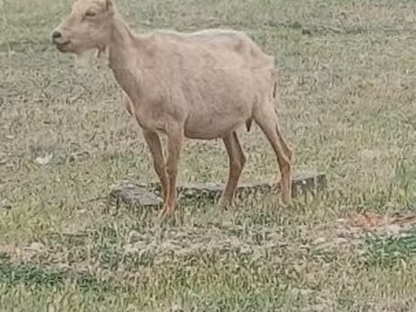 बकरा, Saanen goat