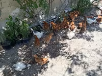 Chickens — photo 8