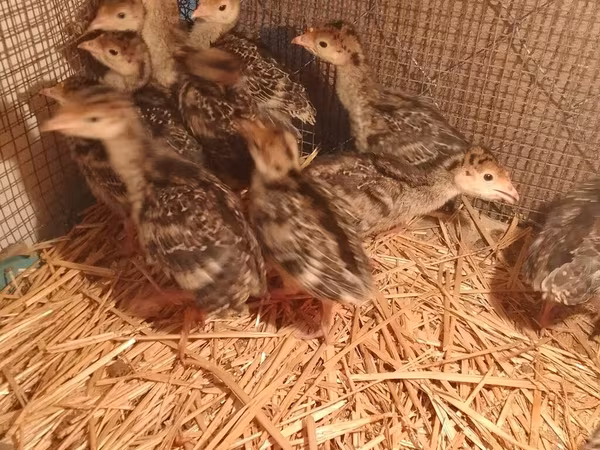Turkeys — Azerbaijan