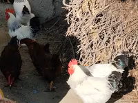 Chickens — الصورة 1