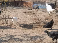 Turkeys — الصورة 2
