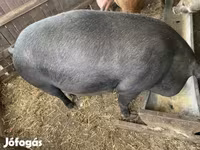 Locha, Дюрок — zdjęcie 3