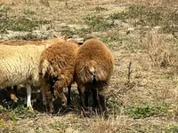 Qoç, Qoyunlar — foto 3