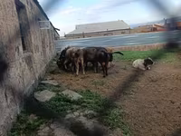 Billy Goat, Goats — photo 3