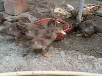 Ducks — photo 5