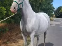 Mare, Lipizzaner — photo 6