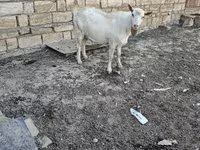 Dişi keçi, Keçilər — foto 1