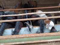 Cabra, Cabras — foto 1