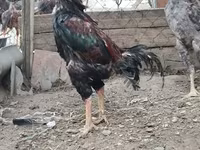Chickens — الصورة 7