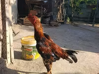 Chickens — photo 2