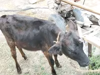Vaca, Ganado vacuno — foto 1