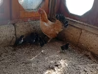Chickens — photo 3