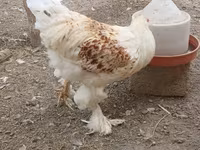 Brahma — Foto 1