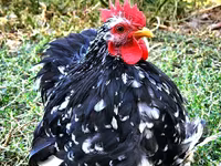 Pekin Bantam — photo 1