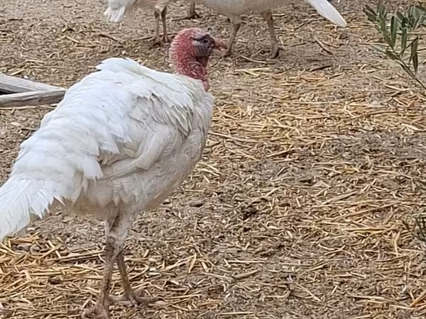 Turkeys