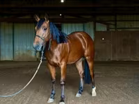 At, Quarter Horse — foto 6