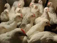 Chickens — 1-rasm