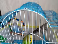 Məhsul: Dalmatian və Avstraliya cinsli dalğalı papuqaylar (budgerigar) — 照片 5