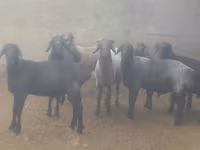 公羊, Sheep — 照片 1