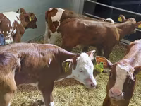 İribuynuzlu mal-qara (partiya, cinsi göstərilməyib), Simmental cattle — foto 2