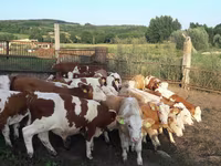 Bull, Simmental cattle — photo 2
