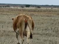Vaca, Latvian Blue cattle — foto 4