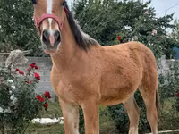 Cavalo, Cavalos — foto 5