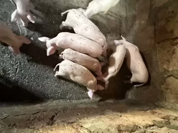 Säue, Датский ландрас