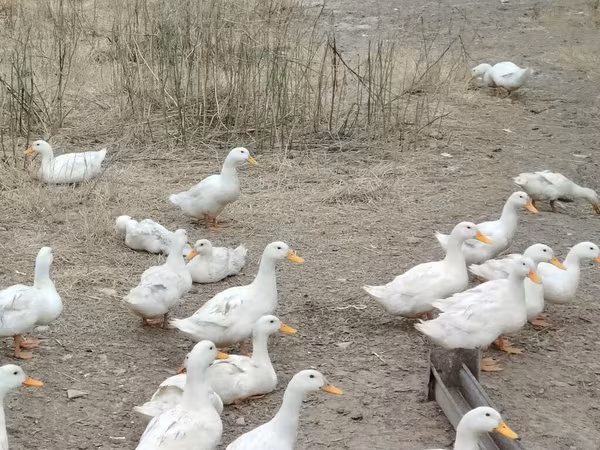 Alman Pekin