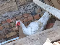 Domestic Muscovy — photo 2