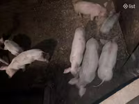 Boar, Pigs — photo 2