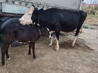 İnək, Russian Black pied cattle — foto 1