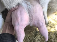 Kozioł, Gulabi goats — zdjęcie 5